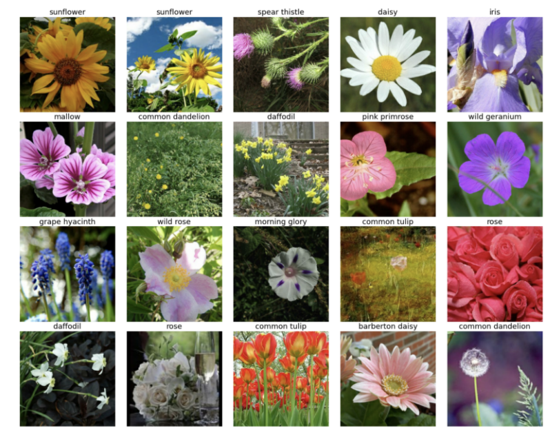 Flower Petal Classification preview